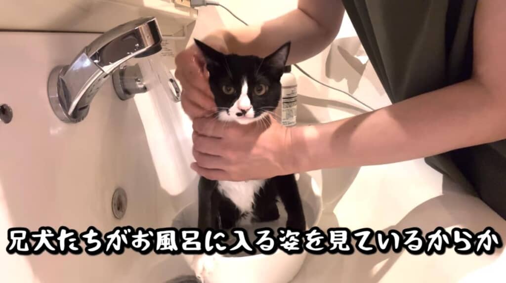 お風呂時間も平気なクロちゃん