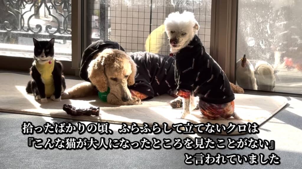 これからも、兄ワンコたちと仲良く幸せに暮らしてね!