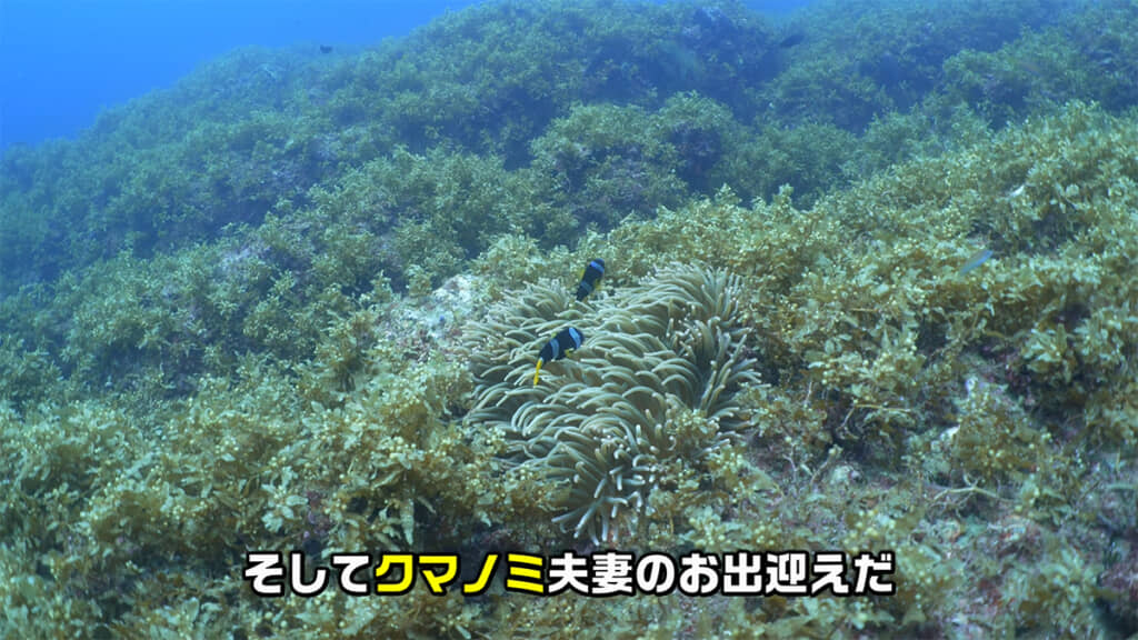 まずはクマノミ夫妻がお出迎え