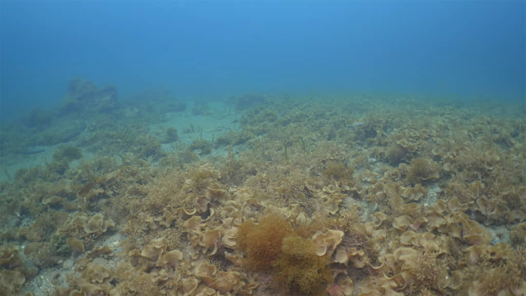 こちらは沿岸の海中、海藻の生え方や種類が異なることがわかります