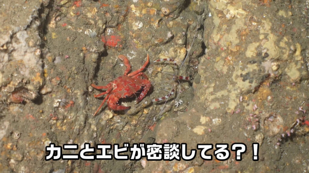 密談するカニとエビの姿が……