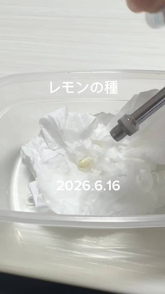 タッパーにレモンの種を置いたところ