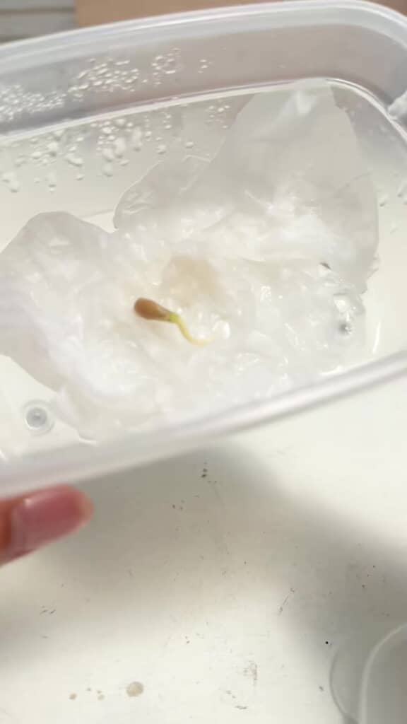 種から根っこが出てきているところ