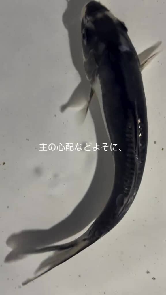 飼い主さんも驚きの七変化