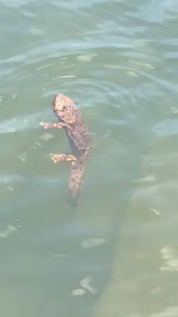 川の水面を漂うオオサンショウウオらしき生き物