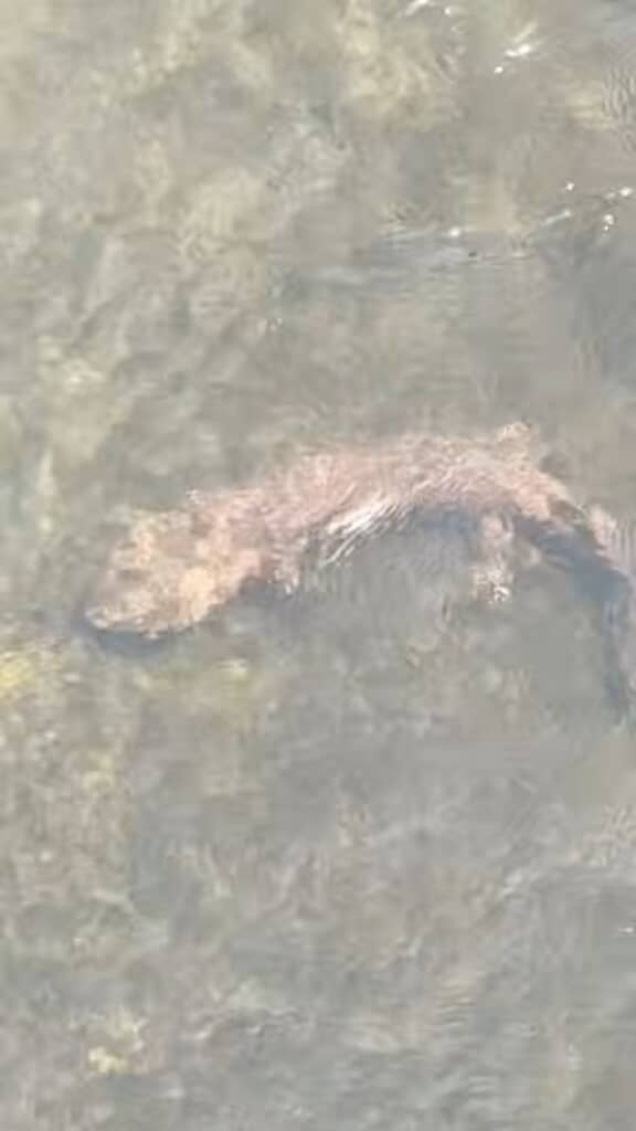 川底を這って移動するオオサンショウウオ