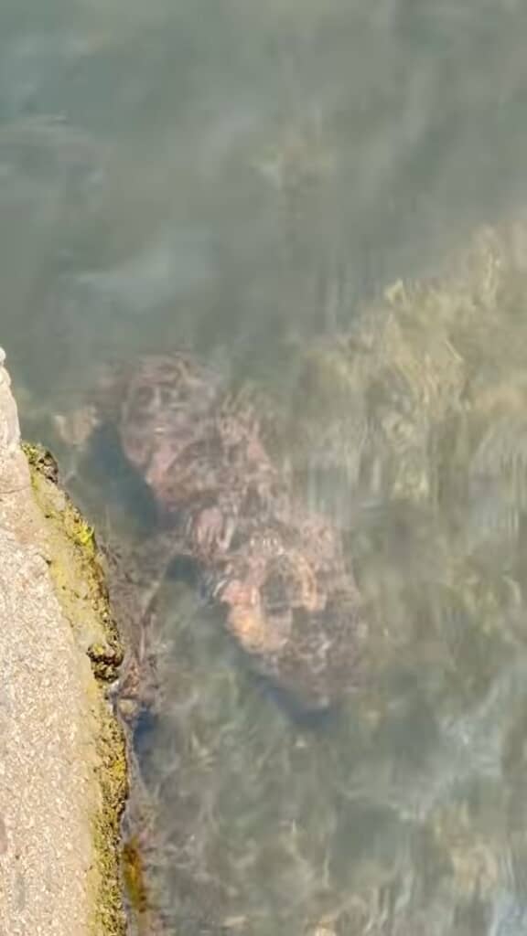 川岸に接近するオオサンショウウオ