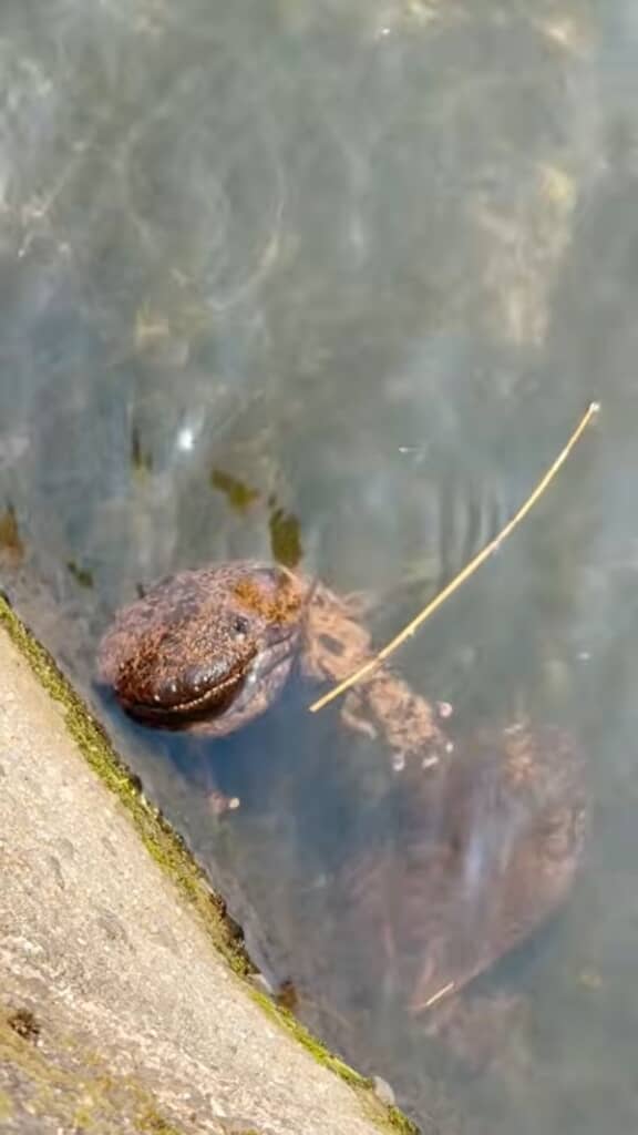 水面から顔を出したオオサンショウウオ