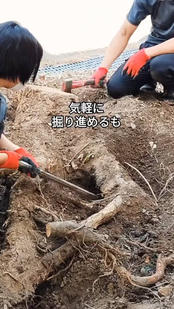 軽い気持ちで抜根をスタート