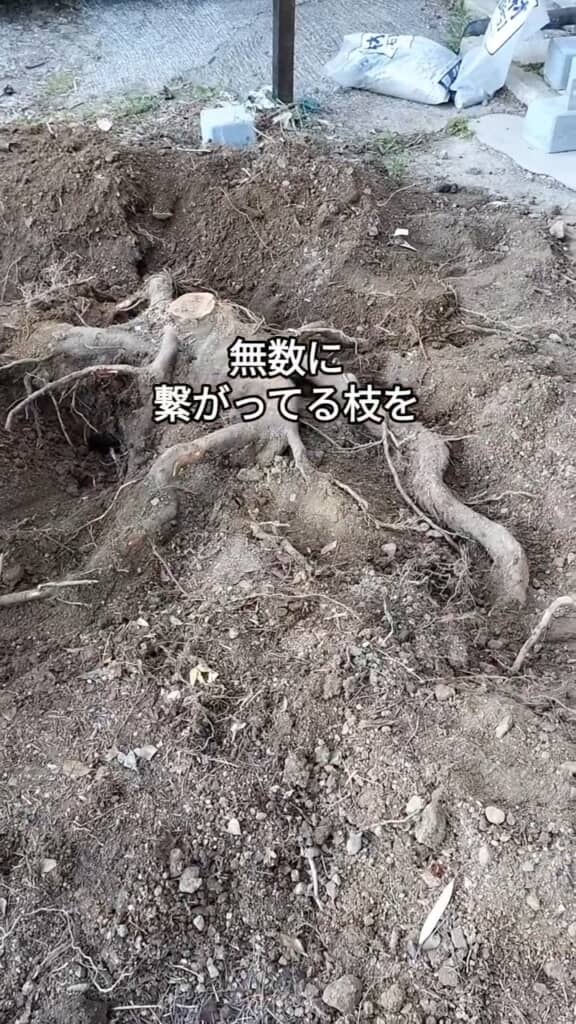 四方につながる枝
