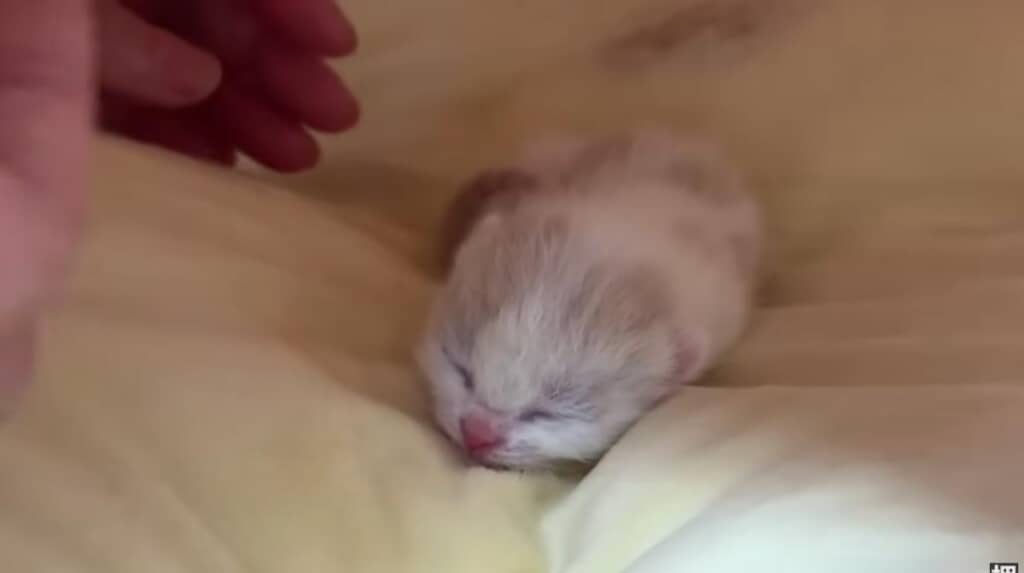 育児放棄されてしまった子猫
