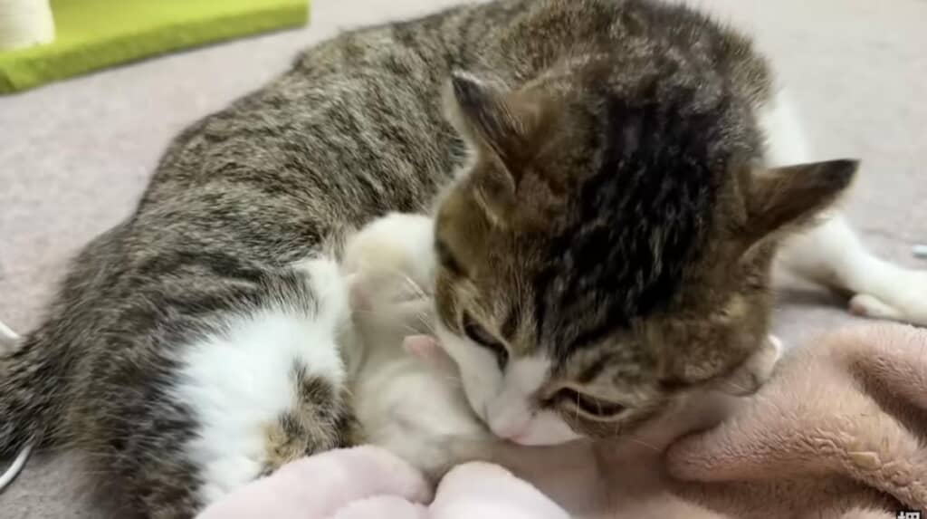 子猫を舐めてくれた！