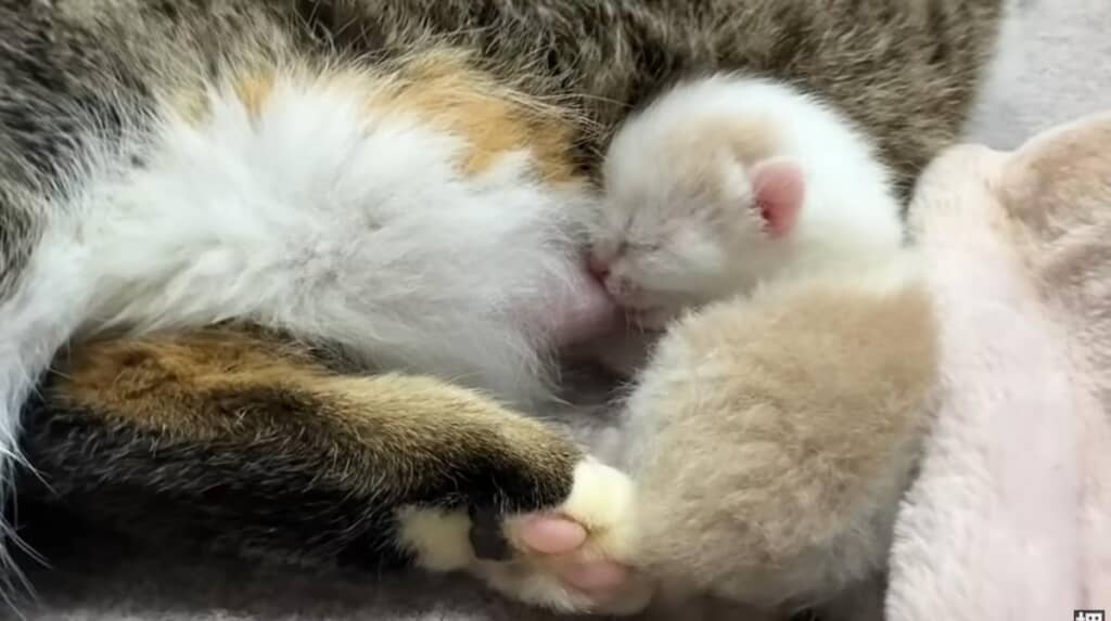 子猫もミルクを飲んでくれました