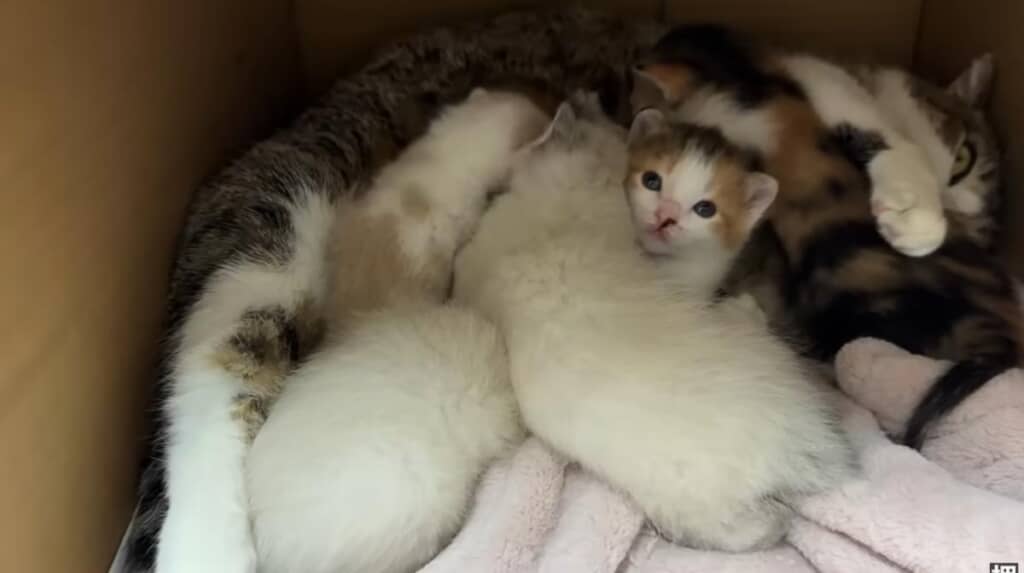 子猫は恵路ちゃんの子どもたちと一緒に暮らすように