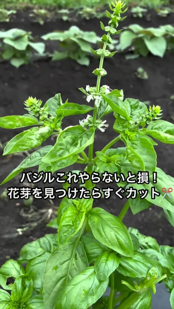 白い花が咲いたバジル