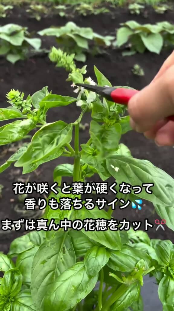 中心に発生している花穂をハサミでカット