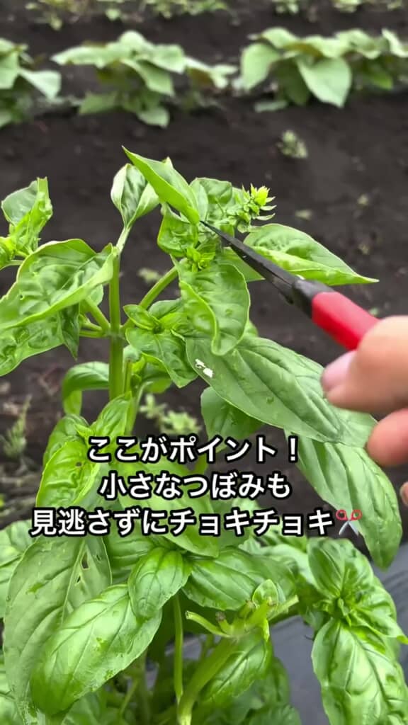 脇に生じているつぼみもハサミでカット