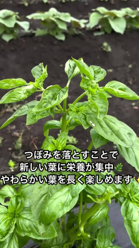 花穂とつぼみがなくなったバジル