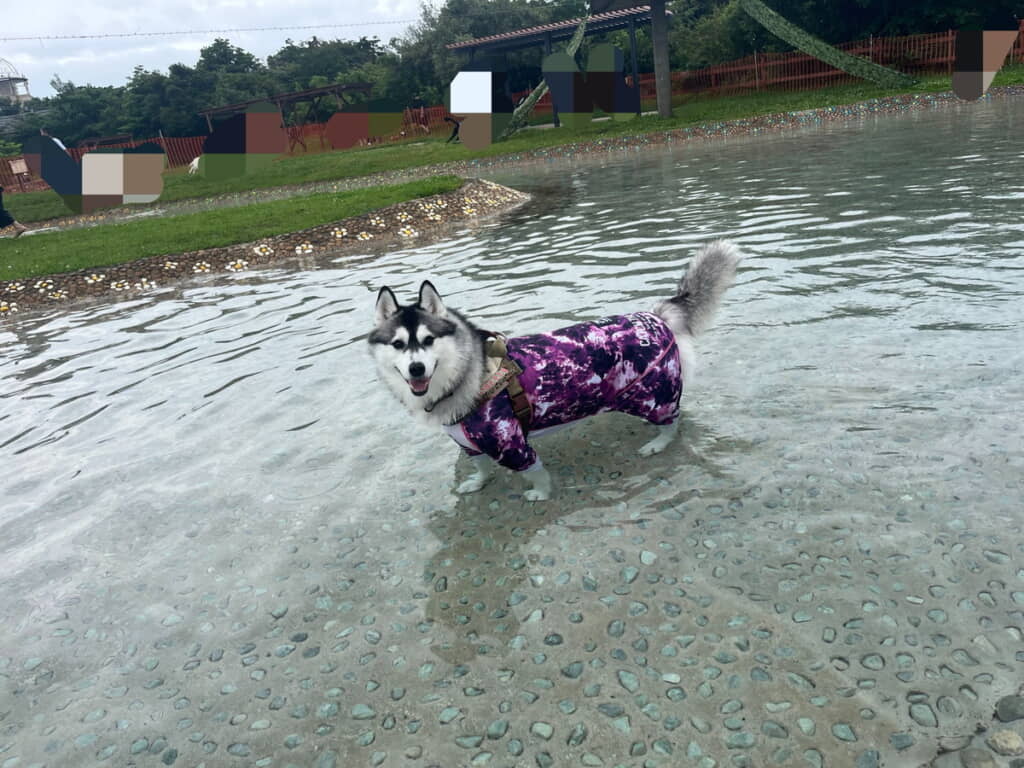 池は気に入っていたようです
