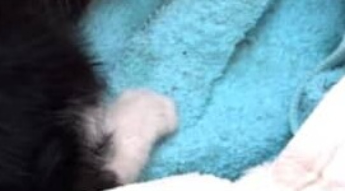 “子猫”を拾ったつもりで育てたら……　「犬でもネコでもなく」目を疑う姿に「立派なボディ」「朝から泣ける～」（1/3） | 猫 ねとらぼ