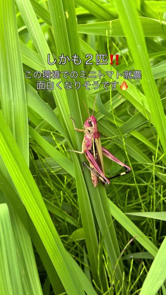 しかも2匹!