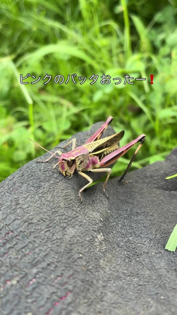 再びピンク色のバッタに遭遇