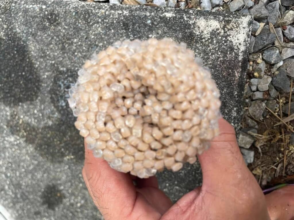 トウモロコシの芯に似た見た目の物体