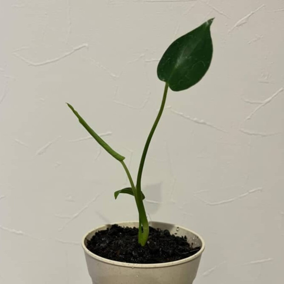ダイソーで1本のモンステラ購入→2年でまさかの……目を疑う光景に「これは、スゲ〜!!」「仕立てがうまい！」（1/3） | ライフスタイル ねとらぼ