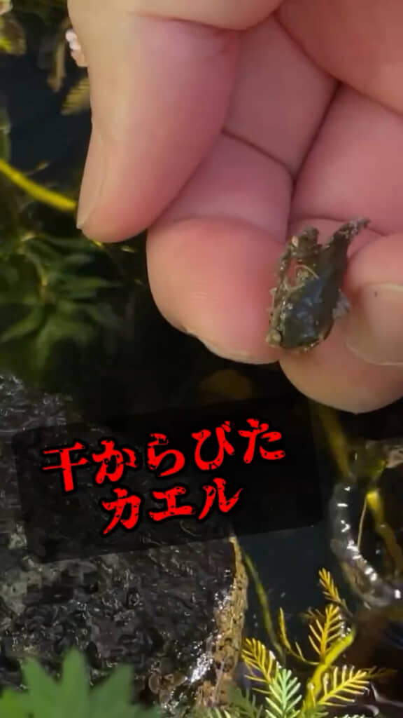砂地で干からびていた幼体アマガエル