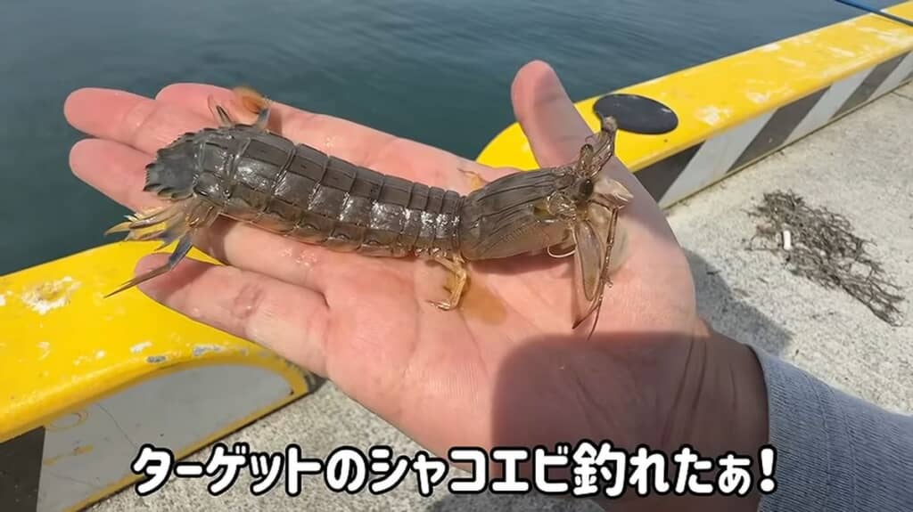 釣り上げたシャコ