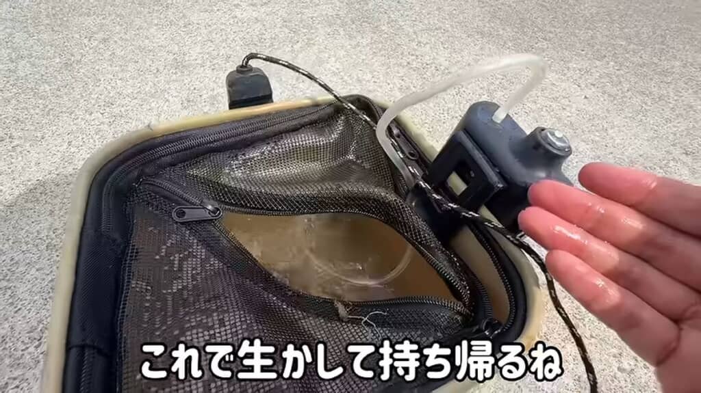 シャコを生きたまま持ち帰るため海水入りのバッグにしまう