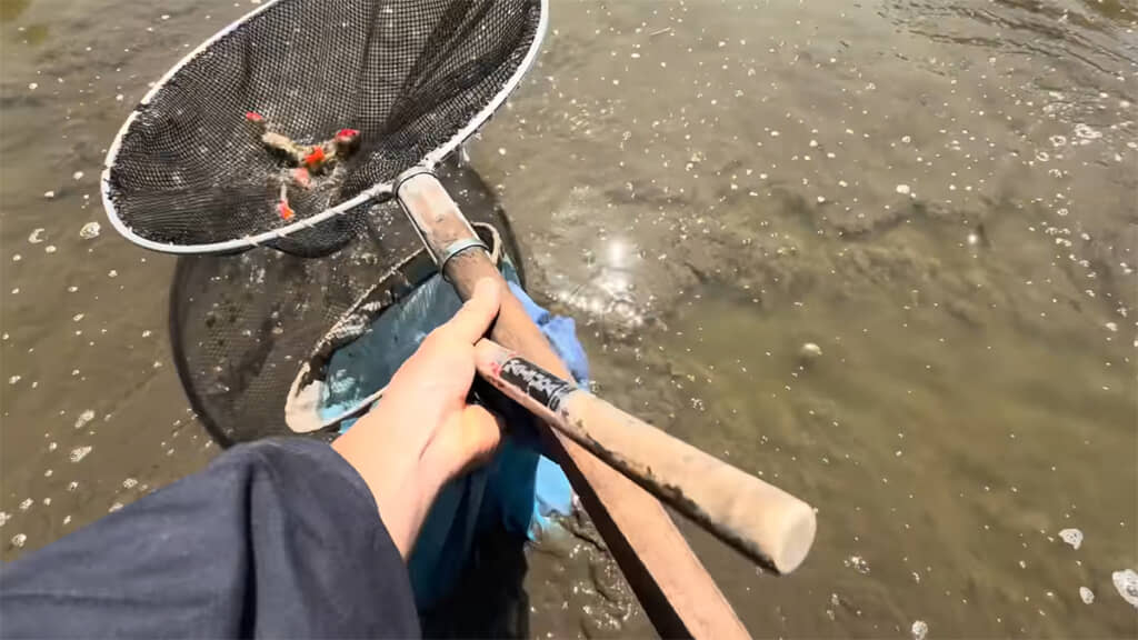 まずは網で金魚をすくいます
