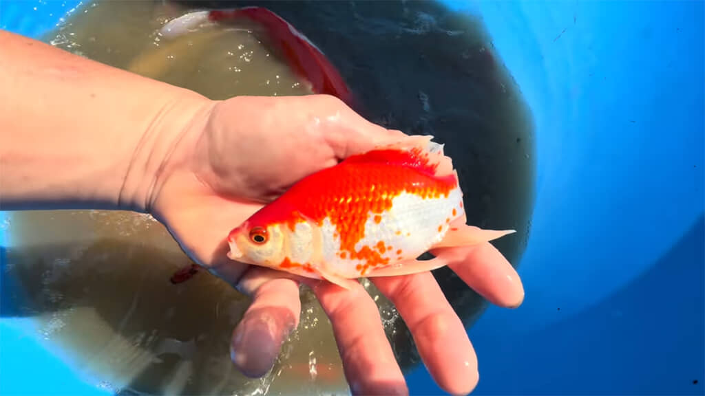 立派で美しい金魚です