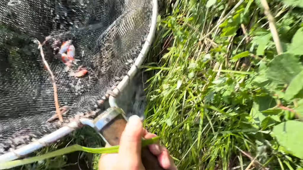 金魚が流れてきました