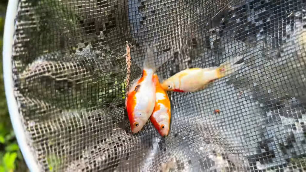 次々と金魚が流れてきます