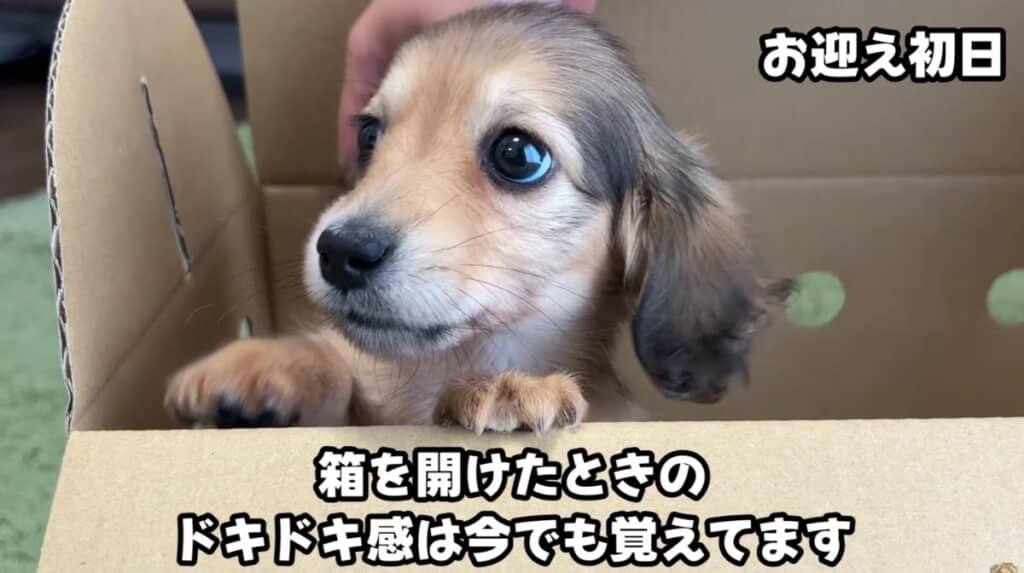 お迎え初日
