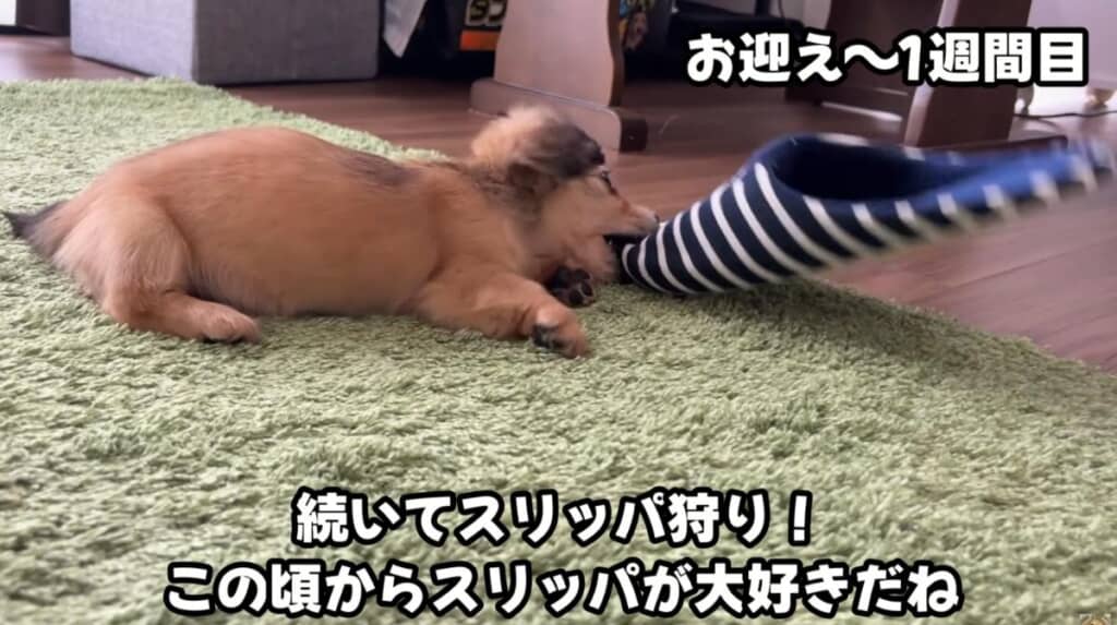 1週間目にはスリッパ狩りができるように