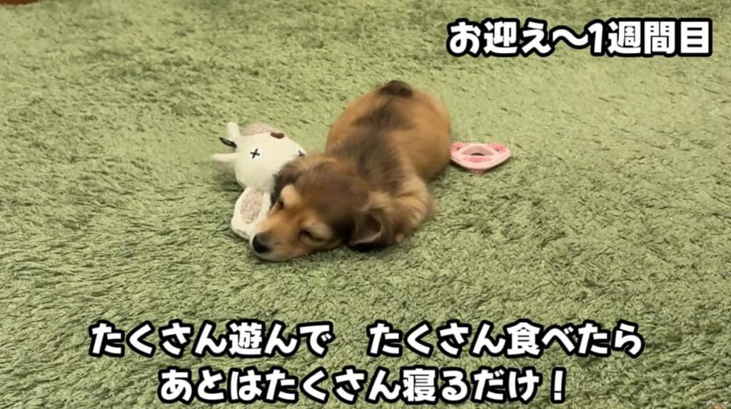 幸せな毎日を過ごしています