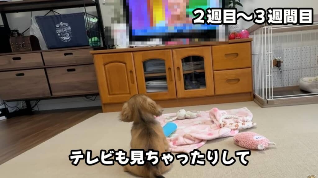 テレビが気になるゆらちゃん