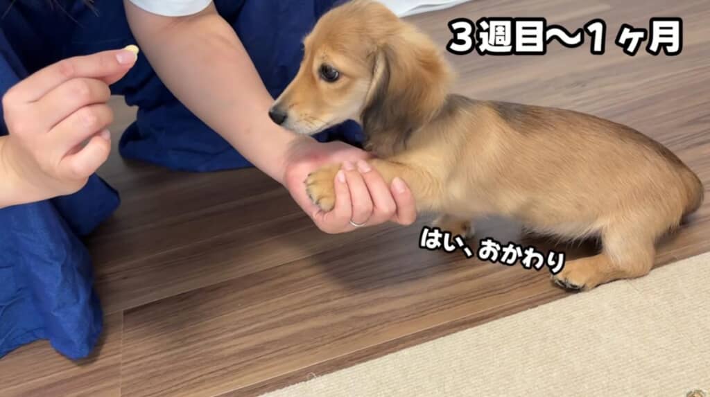 “お手”や“待て”ができるように！