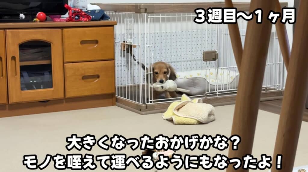 ものをくわえて運べるよ！