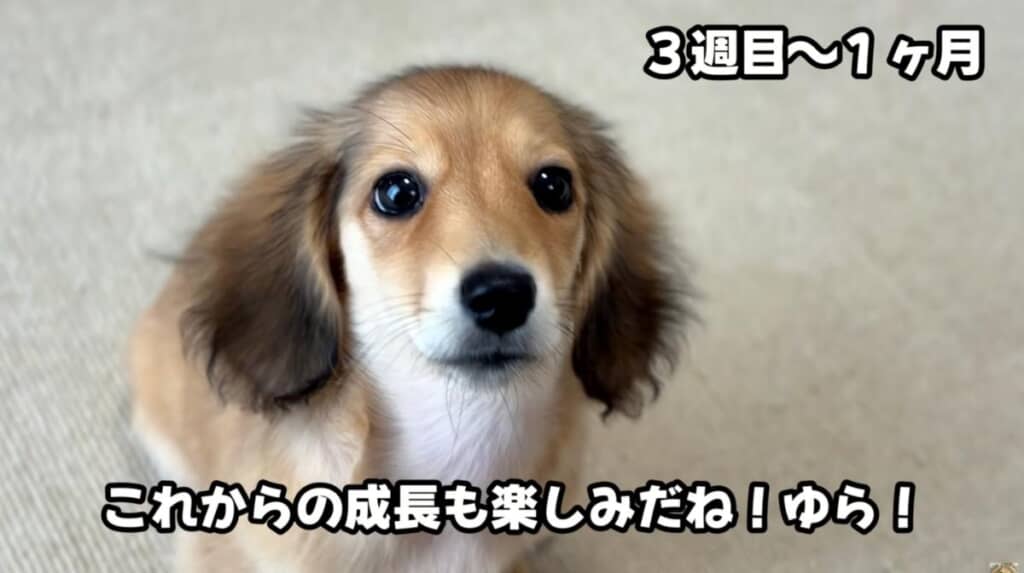 どんなワンコに成長するのかな？