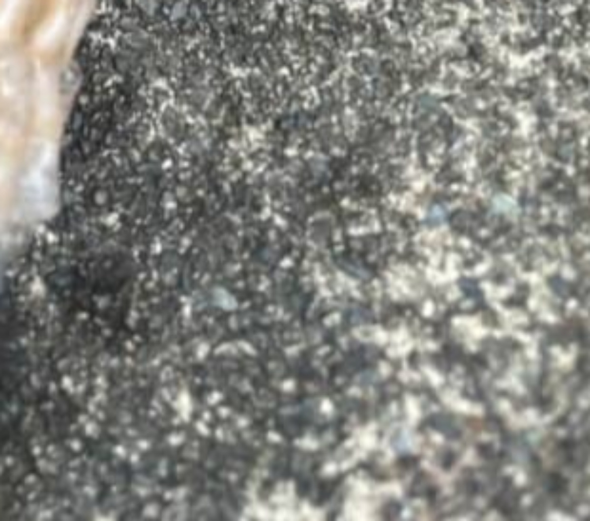 「き、き、気持ち悪い」海岸散歩で拾った謎の物体→調べてみると……　驚がくの光景が130万表示「生き物ですか？」（1/3） | ライフスタイル ねとらぼ