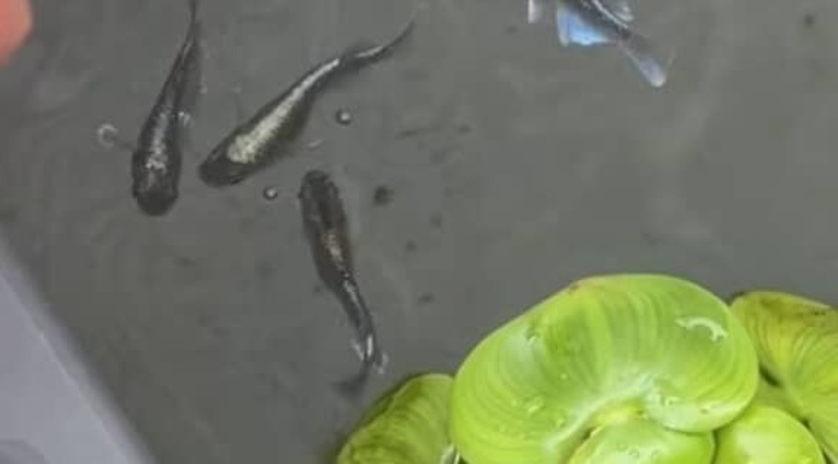 男性が“軽い気持ち”でメダカ飼育を始めたら…… 3カ月後、予想外の光景に「これは凄い」「共感しかない」(2/3) | その他生き物 ねとらぼ
