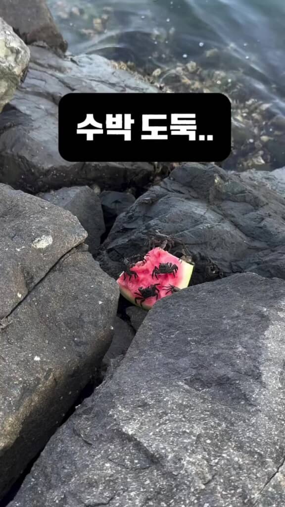 ぱっと見はスイカの種(※画像はInstagramアカウント/「@dippingin.busan」から)
