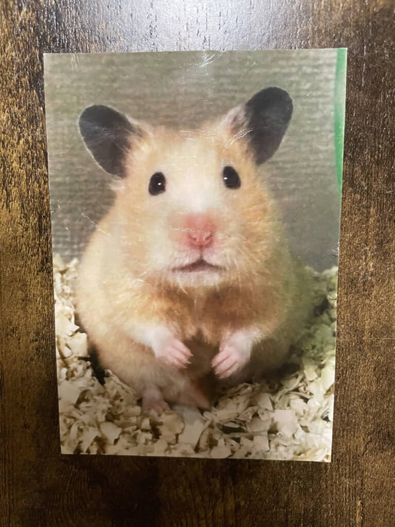 写真は選び抜かれた最高のショット