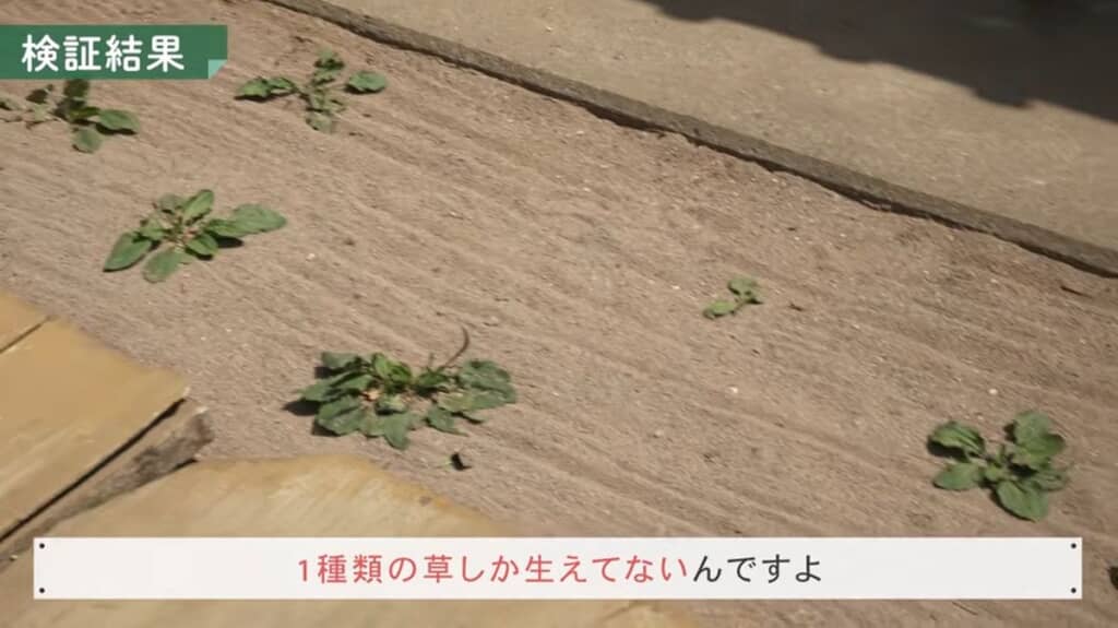 人工砂の層を突き破って生えてきたオオバコ