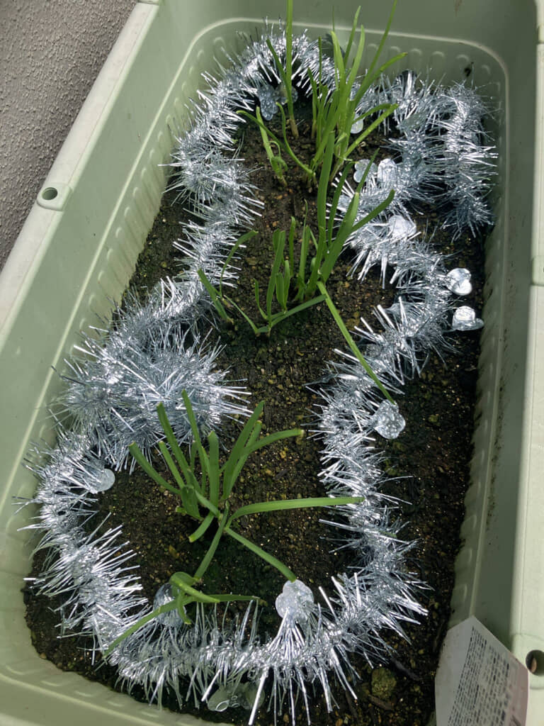 クリスマス用のモール飾り!?