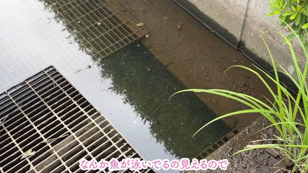 魚が泳いでいる用水路