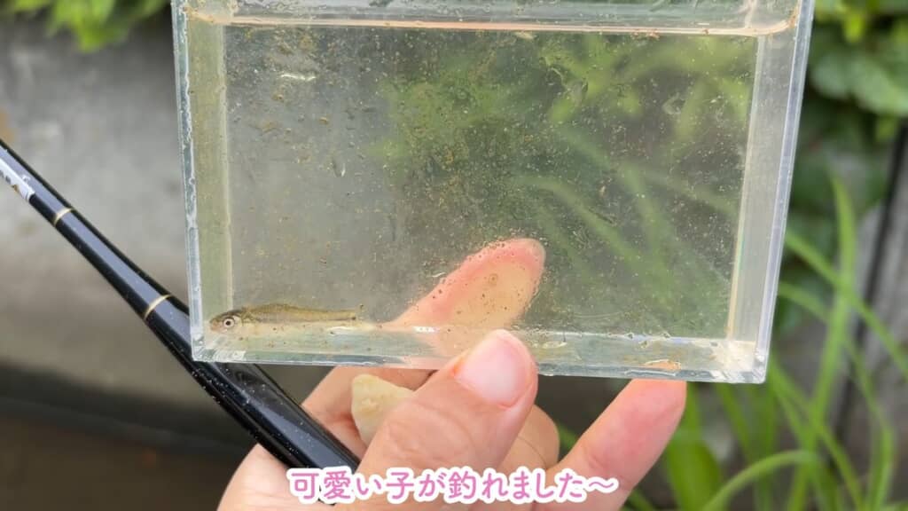 観察用水槽内で泳ぐ魚